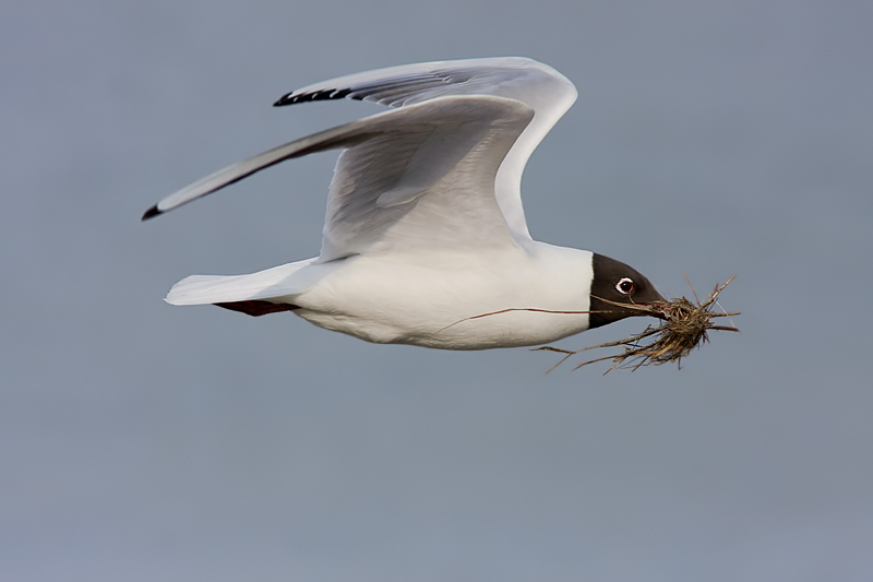 kokmeeuw met nestmateriaal web.jpg